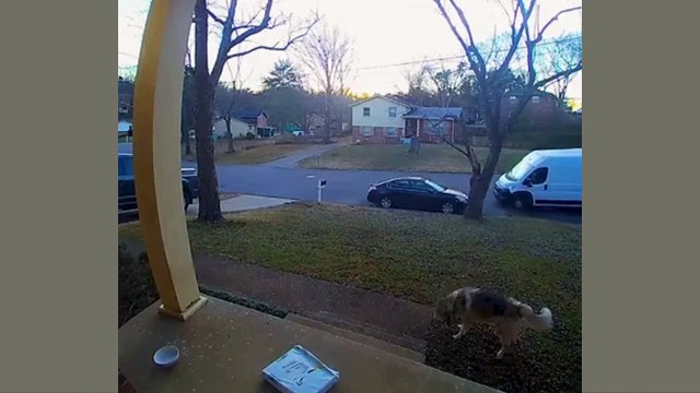 Jungle World: Funniest Pet Reactions Part 32 – Non-Stop Laughs! #FunnyAnimals #JungleWorld #PetFails #LOLAnimals #CutePets #FunnyDogs #FunnyCats #AnimalHumor #ViralClips #FurryFriends