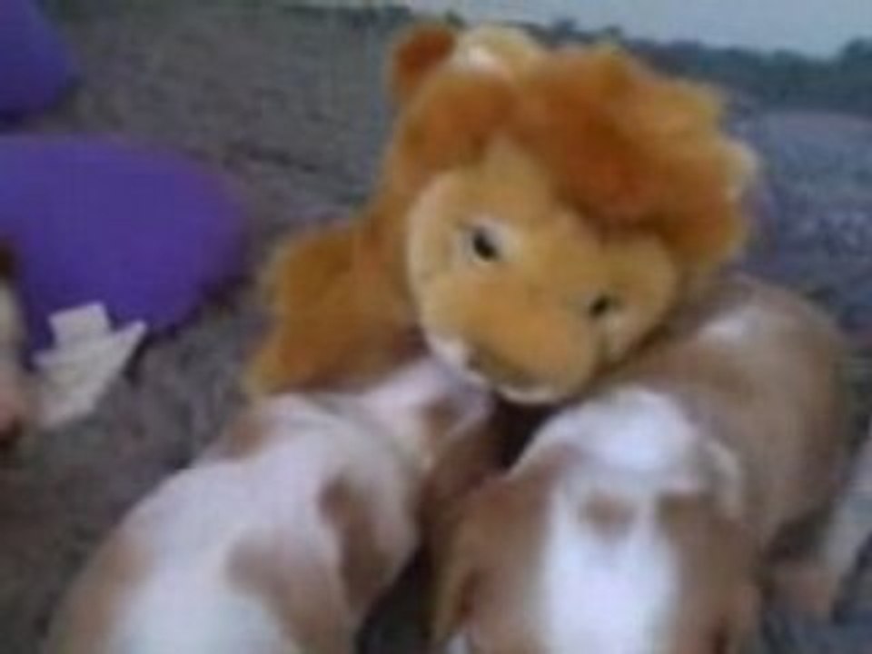 7th May Foo's Babies