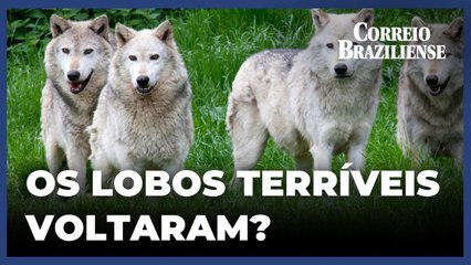 Será que os lobos-terríveis realmente voltaram?