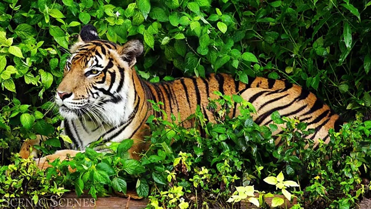 Animal Planet 4K - Amazing World of Animal Kingdom _ Scenic Relaxation Film(360P)