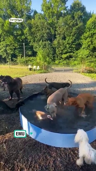 Dogs and emus have a pool party 🥳