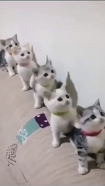 😹Cats Doing Cat Things😹