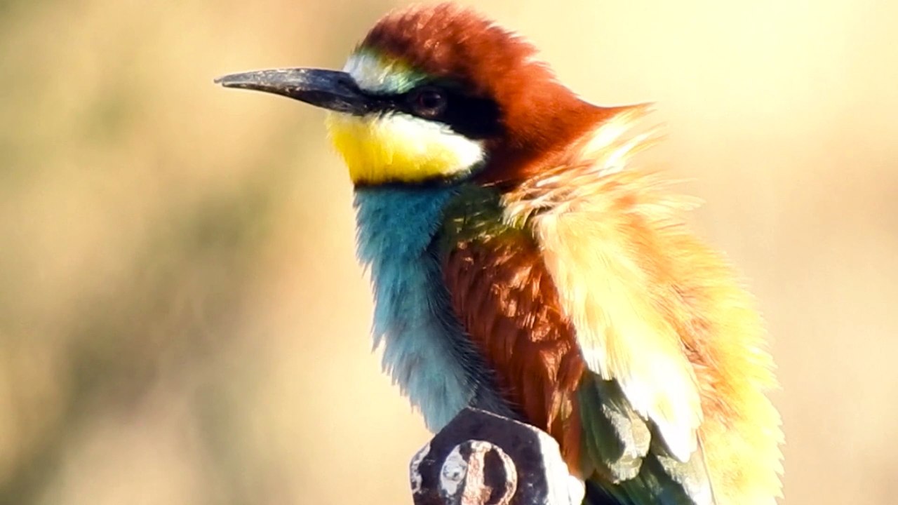 Abejaruco europeo Merops apiaster 2ª Parte