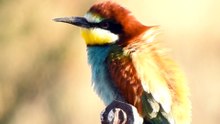 Abejaruco europeo Merops apiaster 2ª Parte