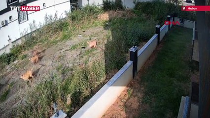 Hatay'da başıboş sokak köpekleri kadına saldırdı