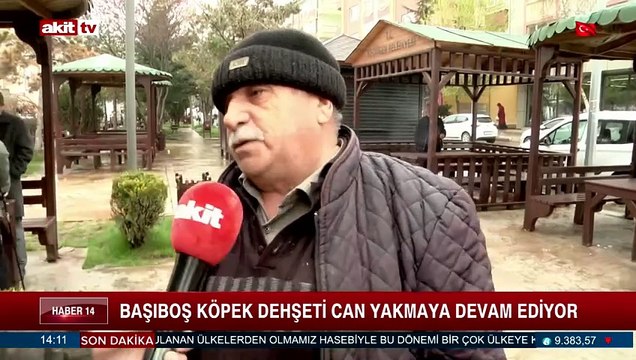 Başıboş köpek dehşeti can yakmaya devam ediyor