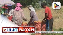 Central Luzon, nangungunang producer ng sibuyas sa Pilipinas