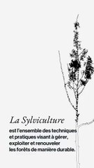 Sylviculture - Projet transmédia G4B - LISAA RENNES