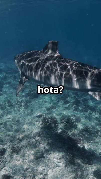 "Sharks never get cancer! 🦈 Their biology makes them immune. #SharkFacts #NatureMystery #Wildlife"