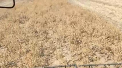 Conejos en una finca de Algete en Madrid.