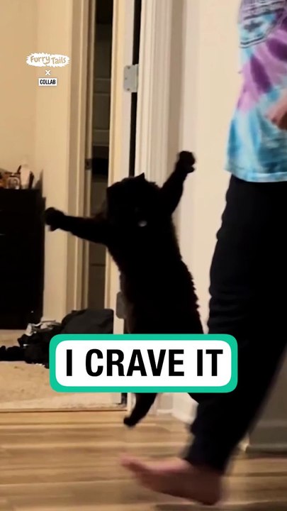 Cat tries to scare human