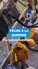 La saison de la pêche à la sardine est ouverte