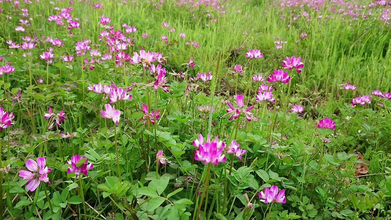 my home spring