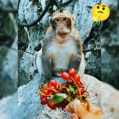Angry monkey | animal | monkey 🐵