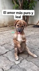 The silent language of doggy love: glances that say it all