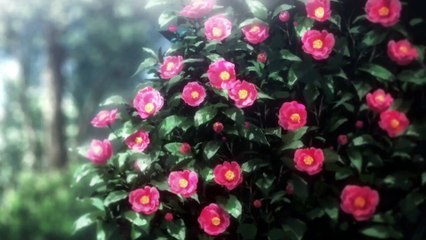 Anime Orange Episode 4 Full Anime English Dub