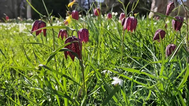 Sun and Spring blooms at Sheffield Park and Gardens, near Haywards Heath