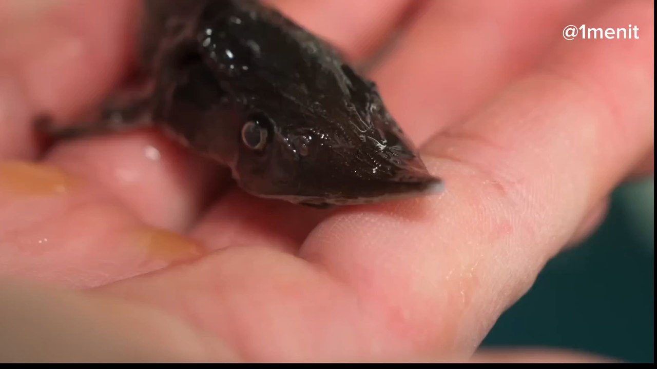 ini yang Lo belom tau dari ikan purba ini ikan sturgeon