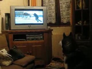 LOULOU REGARDE LA TELE