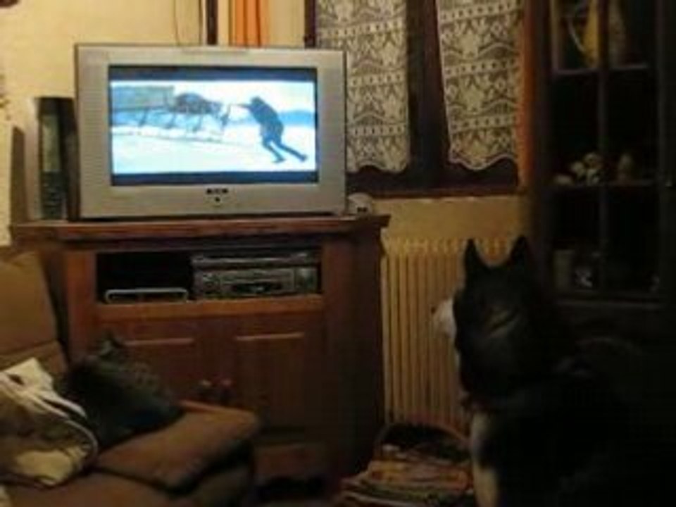 LOULOU REGARDE LA TELE