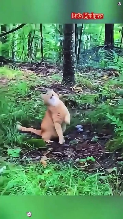 Funny Cat Moments