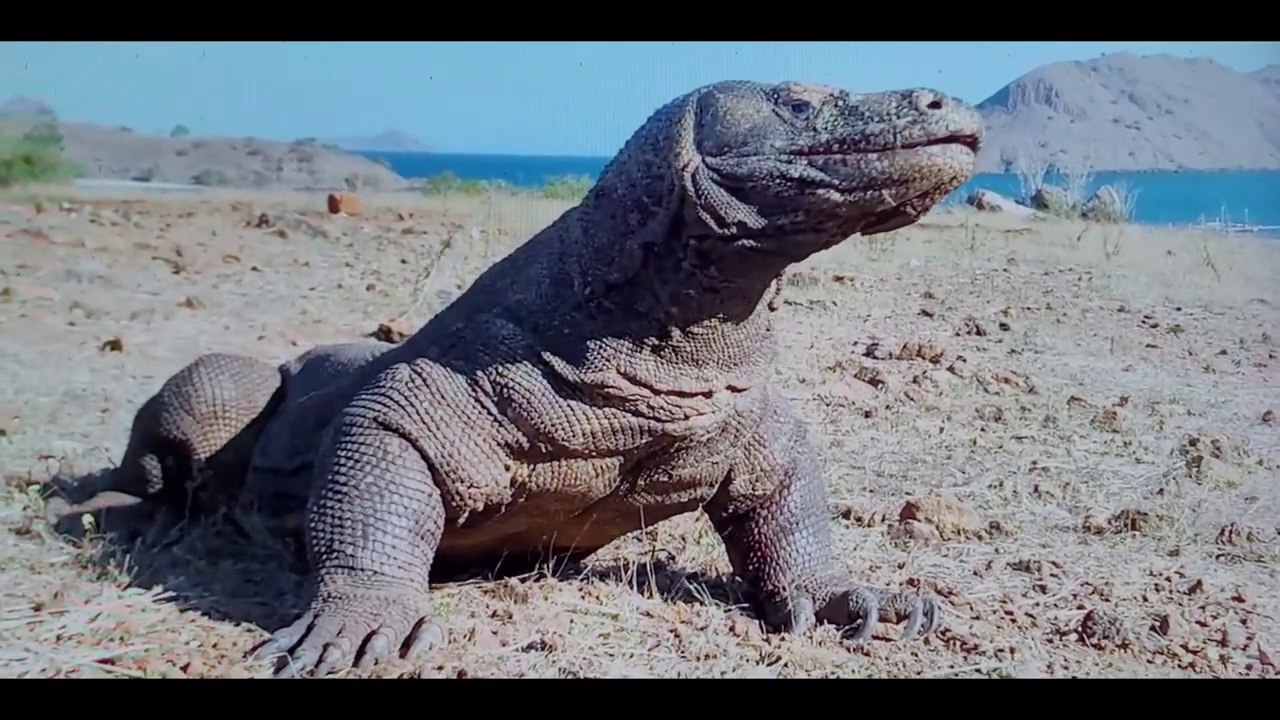 BIG CATCH.!!! Komodo Dragon hunt and eat goat alive.!  Classy Creativity