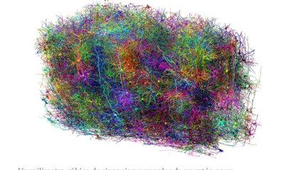 El mapa 3D de una porción de cerebro de ratón ayudará a resolver cómo funciona el del hombre