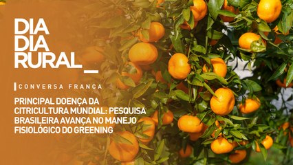 Principal doença da citricultura mundial: Pesquisa brasileira avança no manejo fisiológico do Greening.
