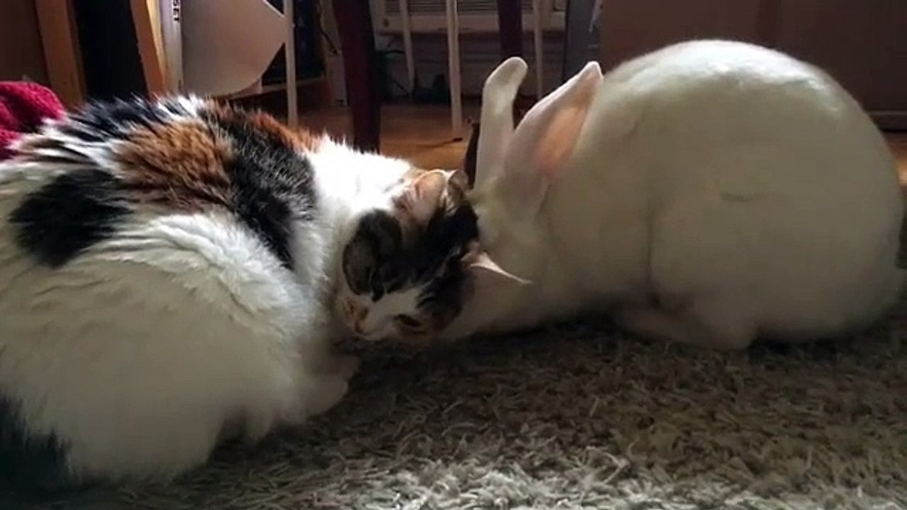 🐱🐰 Welcome to the ultimate showdown of cuteness: CatsAndBunnies! In this