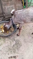 Grace of a Makhi-Chini Cross Doe with Her Lovely Female Kid