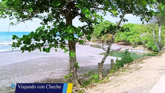Naturaleza mágica: Palmas gemelas en Baracoa Cuba
