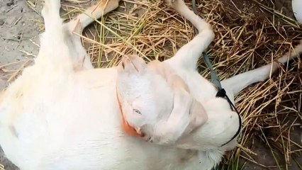 Pure Rajanpuri Breeds