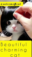Saleemoffical presentation - beautiful charming cat #cat
