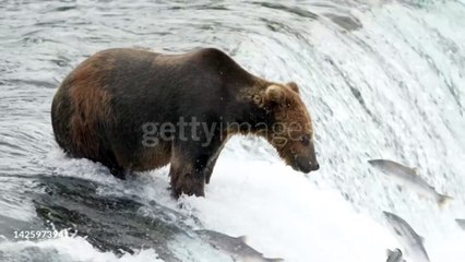 Brown Bear catches Sockeye Salmon after 3 attempts at Brooks.