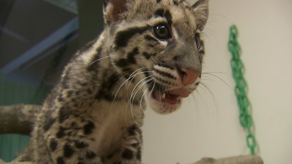 Are These Cheetah Cubs The First Ever To Be Born in India In Over 70 Years?