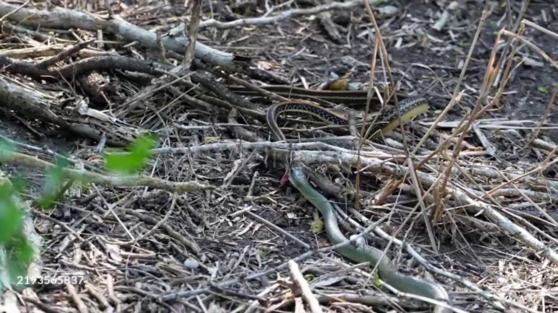 ⁣Snake battle