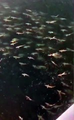 Un endroit risqué pour la baignade