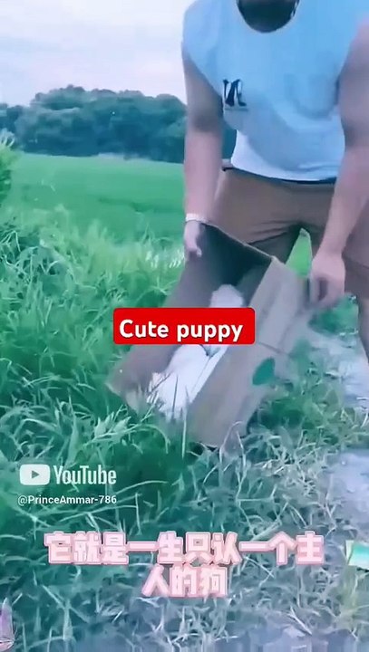 Sweet puppy