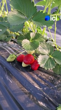 Saison des fraises : début de la cueillette à Savenay.