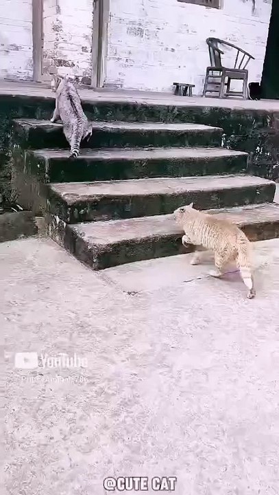 Sweet catoo