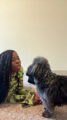 This dog is always thowing hands for no reason. (dog fights its owner)