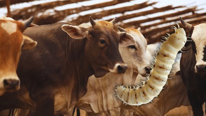 Inminente llegada del gusano barrenador a Yucatán ¿cómo prevenirlo?
