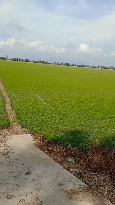 rice field
