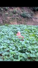 The World of Playful Pups - Episode 52