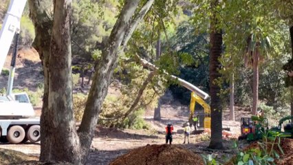 Lifesaving injection for borer beetle infected trees