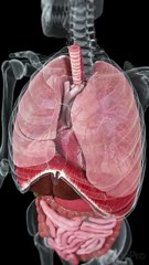 Explore the Dynamic Movements Inside Your Body #short  #anatomy #meded #3danimation