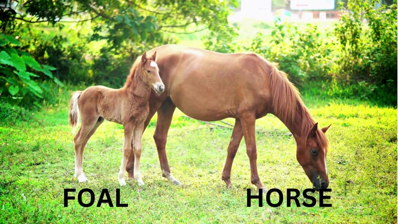 Animals and their Babies | Learn Animal Babies and their names in English | Animal pictures & Videos
