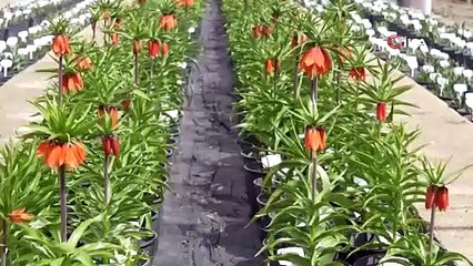 Bu çiçeği koparmanın cezası 577 bin lira... Yılda sadece 20 gün hayatta kalıyor