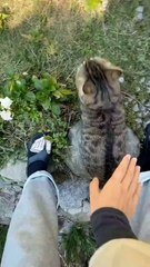 Warm interaction between the little master and the lovely pet cat and dog.