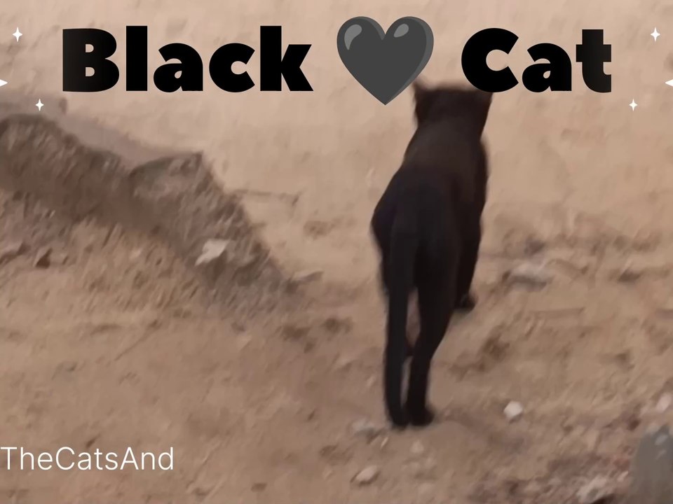 Black Cat Walked front of me | Black Cat | #cat #black #funny #laughing #foryoy